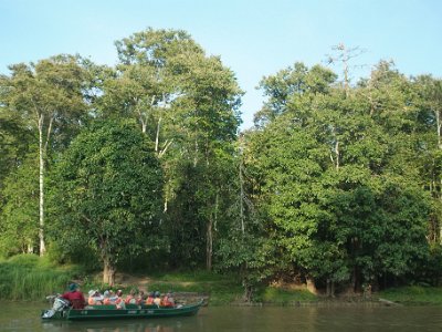 Proboscis monkey, Sukau (4)